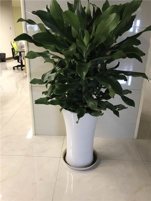 青浦區(qū)與浦東新區(qū)綠植租賃及養(yǎng)護服務指南 聯系電話與費用解析