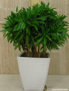 辦公室花卉租賃 一站式綠植租擺與專業(yè)養(yǎng)護服務