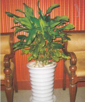 成都美匯園藝 專業(yè)室內植物租擺與全方位園林綠化服務
