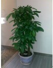 專業綠化，無憂托管 解析廣州市壹展園林綠化的植物租賃與維護服務
